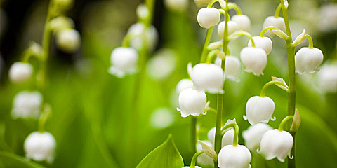 spécification photo