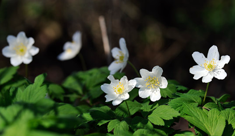 spécification photo