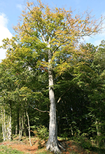 Hêtre commun : un arbre