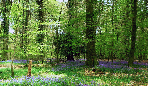 spécification photo